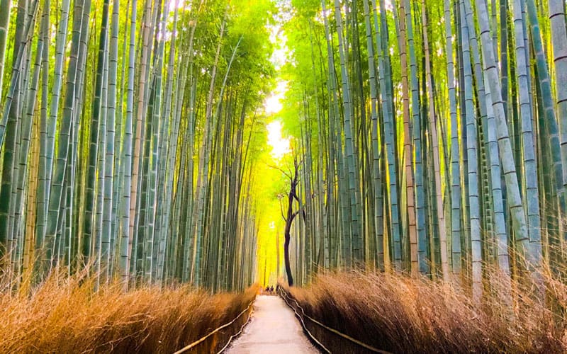 Kyoto Arashiyama Bamboo Forest