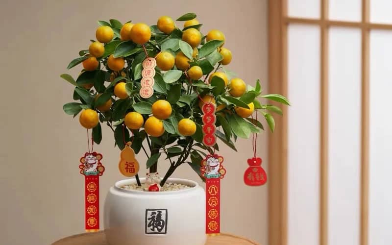 Chinese New Year Decorations Chinese New Year Tangerine Tree