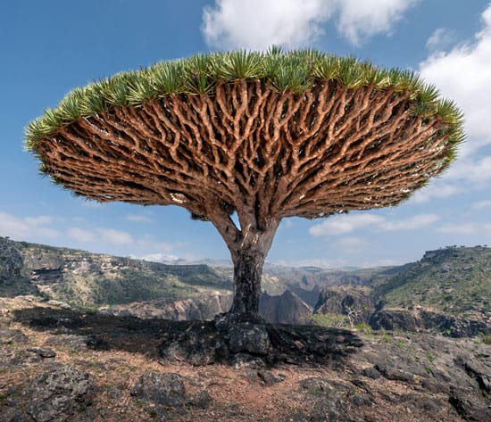 Best Time to Visit Socotra