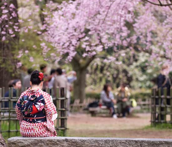 Japan Cherry Blossom Tour