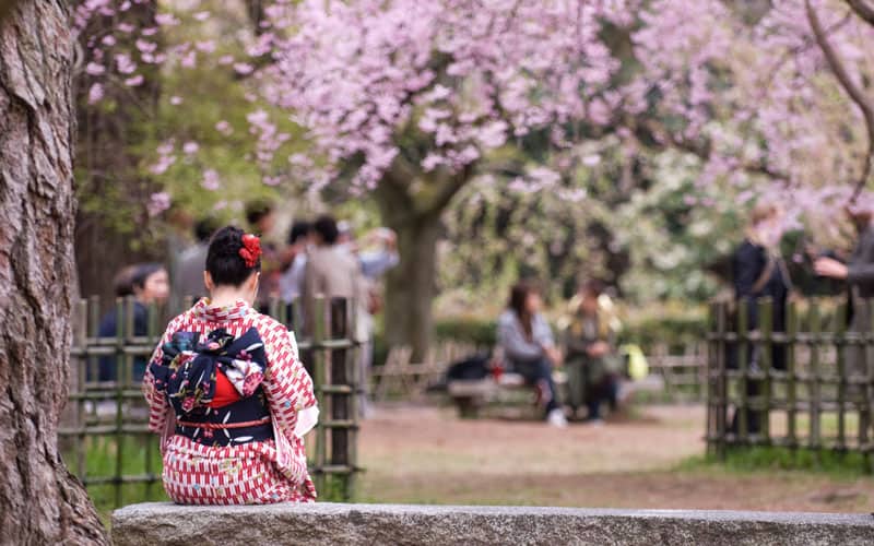 Cherry Blossom Season Japan