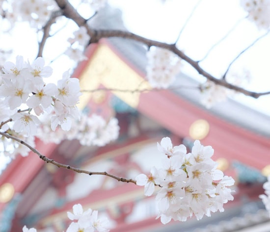 Best Time to Visit Tokyo