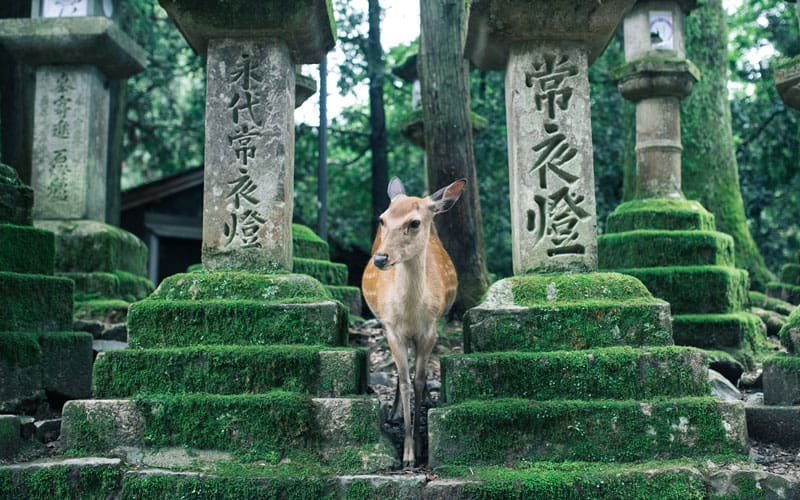 Kasuga Taisha Entrance with Deer