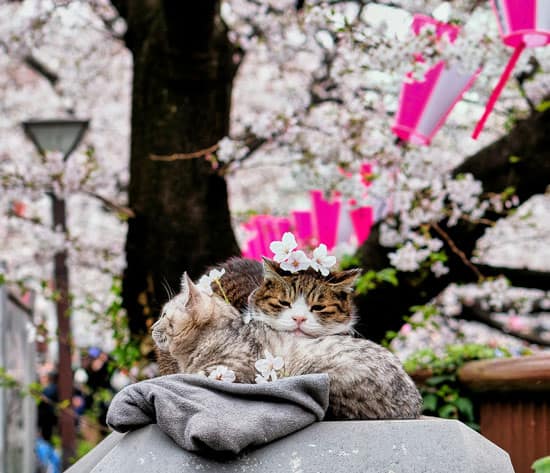 Cherry Blossom Season Japan
