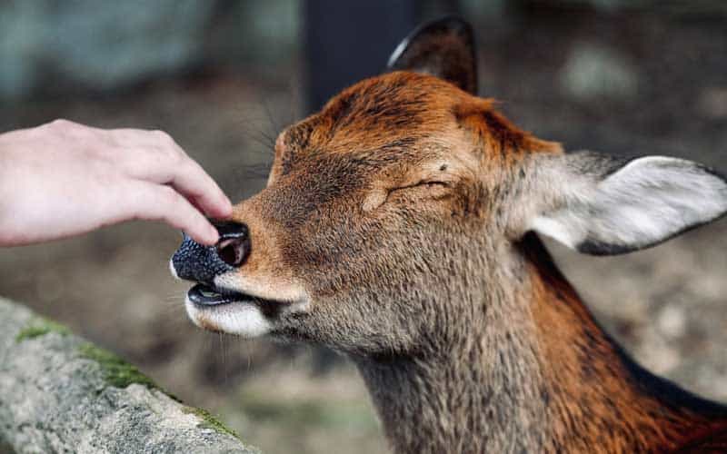 Meet Nara Park Deer