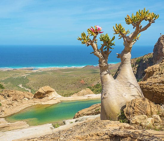 How to Get to Socotra